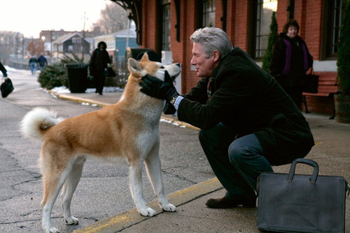 Akita Inú De Royal Kennel 