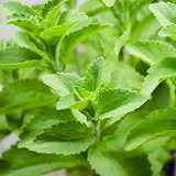 Semillas Outsidepride Stevia Planta De La Hierba Sweetleaf -