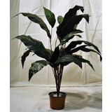 Planta Artificial - Spathifilium Sin Flor - Regalosdeco
