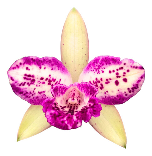 Orquídea Cattleya Waikiki Pointer - Planta Adulta Linda