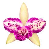 Orquídea Cattleya Waikiki Pointer - Planta Adulta Linda