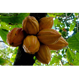 Arbol De Cacao Criollo, Super Crecimiento + Regalo