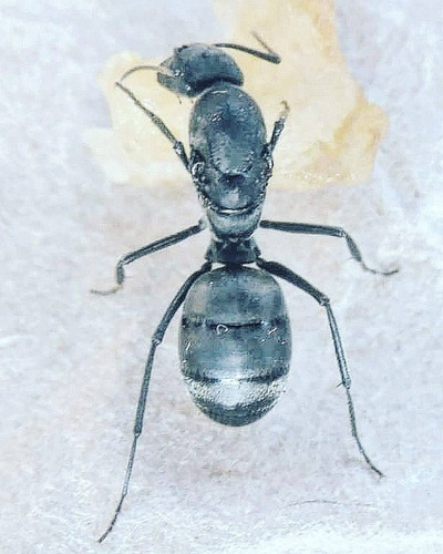 Hormiga Reina Camponotus Distinguendus (gigante) Criadero 