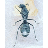 Hormiga Reina Camponotus Distinguendus (gigante) Criadero 