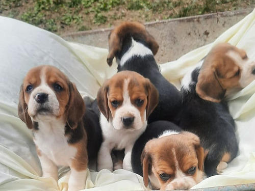 Cachorros Beagle 