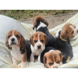 Cachorros Beagle 