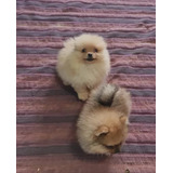 Cachorros Pomerania Hembra Y Macho Pelaje Largo 