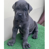 Cane Corso