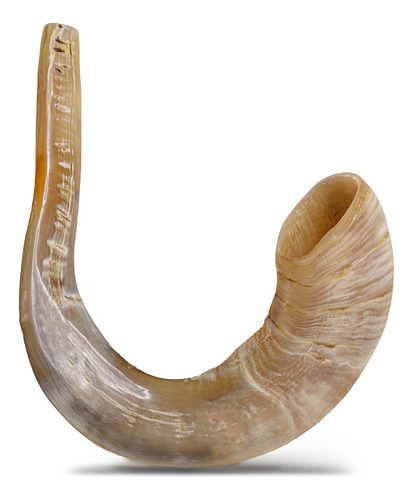 Shofar De Carnero 57 A 62 Cm Aa7