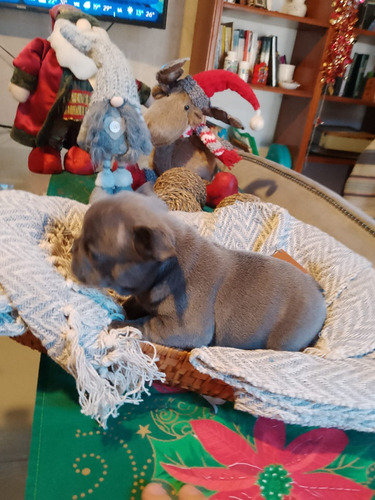 Cachorros Bulldog Francés Regalo De Reyes