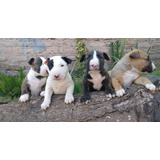 Cachorros Bull Terrier Pedigrí Fca Únicos 