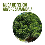 Mudas De Árvore Samambaia (felício) - 150cm A 200cm