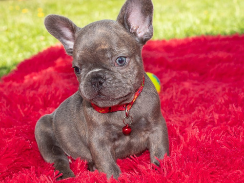 Cachorros Bulldog Francés Lilac Llanogrande Rionegro Perros