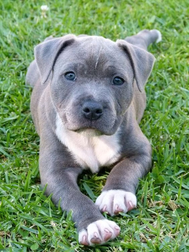 Perro Cachorro Pitbull Blue