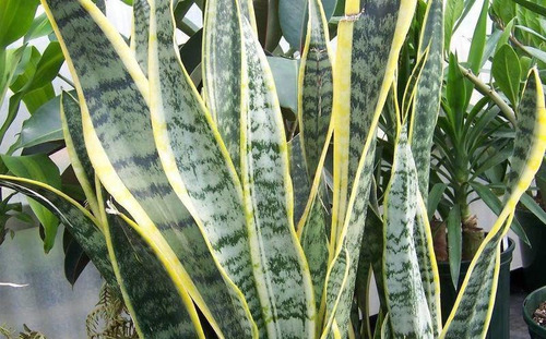 Tintura Madre De Lengua De Suegra(sanseviera Trifasciata)