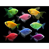 Peixe Tetra Monja Glo Fish ( Cinco Unidades)