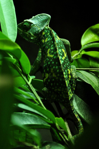 Cuadro 50x75cm Camaleon Reptil Iguana Animal Exotico M4