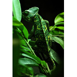 Cuadro 40x60cm Camaleon Reptil Iguana Animal Exotico M4