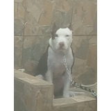 American Pitbull Terrier 