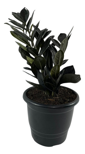 1 Planta Zamioculca  Black Jardim Casa Sala Muda Decoração 