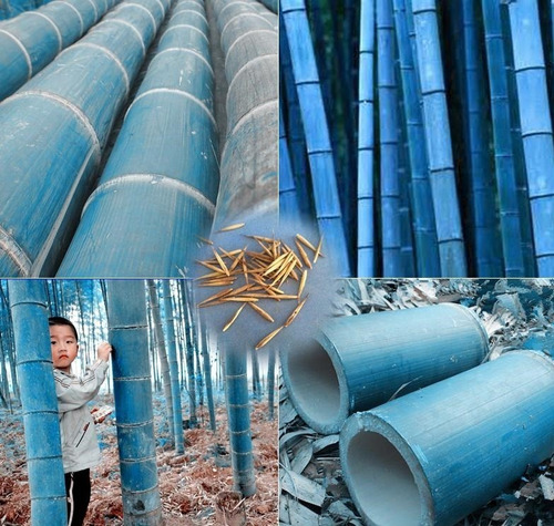 Semillas De Bambú Azul Rápido Crecimiento Envío A Todo Chile