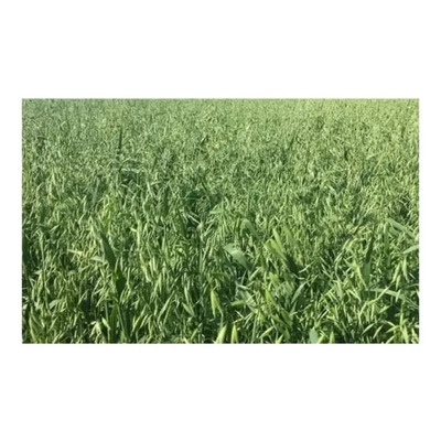 3 Kg Heno De Avena Fresco Alimento Chinchilla ¡envío Gratis! | Envío gratis
