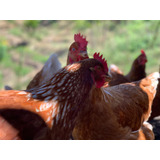 Gallinas Ponedoras Isa Brown