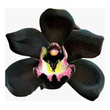 Orquídea Negra Preta Natural Cymbidium Kiwi Midnight Jovem 