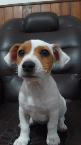  Jack Russell Terrier 