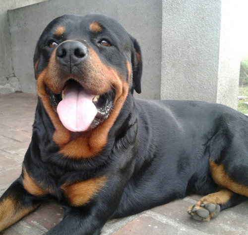  Cachorros Rottwailer