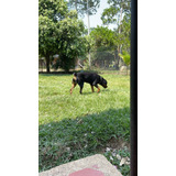 Vendo Cachorro Rottweiler