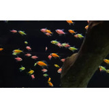 3 Peces Monjitas Fluor Acuario Tropical Dulce Comunitario 