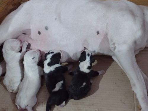 Bull Terrier Cachorro 