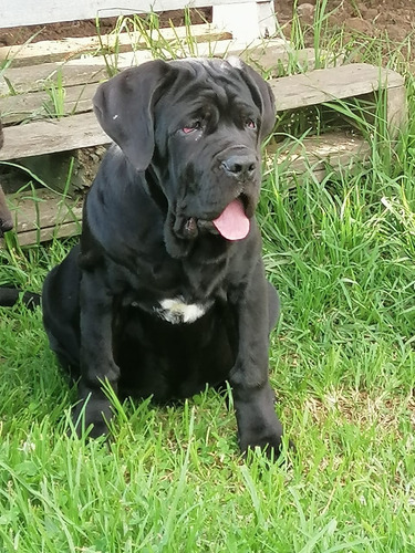 Hermosa Cachorra Mastín Italiano Disponible Cane Corso Perro