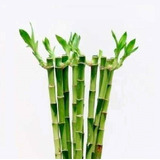 Lucky Bamboo Bambu De La Suerte Recto 20 Cm X 5 Varas 