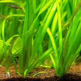 Vallisneria Gigantea Surtida Oferta Solo De Mundo Acuatico