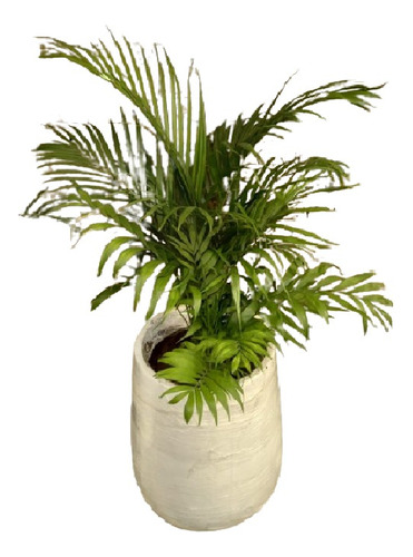 Planta Palmera Areca + Fibrocemento 67x36x30