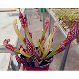 Planta Carnivora Nepenthes Bloody Mary Y Sarracenia Scarllet