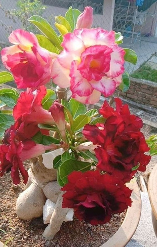  Adenium Rosa Del Desierto Rose Reed