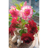  Adenium Rosa Del Desierto Rose Reed