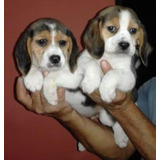 Cachorros Beagle  Miniaturas 