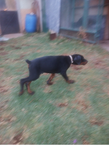 Cachorros Doberman Líneas Europea Pedigree Internacional 