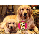 Cachorros Golden Retriever + Soy Martina Cachorritos
