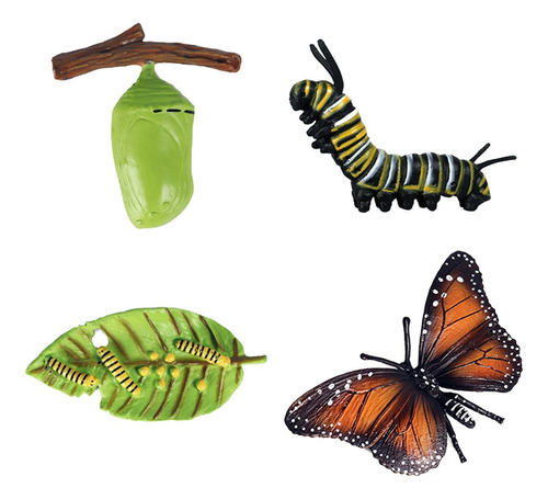 A Educación Niños Insectos Ciclo Mariposa Crecimiento