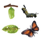 A Educación Niños Insectos Ciclo Mariposa Crecimiento