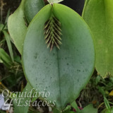 Orquídea Pleurothallis Pectinata - 07 Cm - Porte Micro