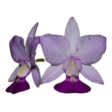 Orquídea Cattleya Walkeriana Semi Alba X Feitiço De Goias