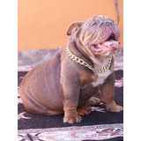 Bulldog Ingles Lilac Tri Exotico Servicio De Stud