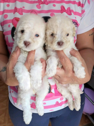 Poodle Toy Precioso