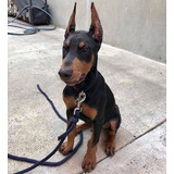 Cachorros Doberman Perrito Doverman Puppy Dobermen